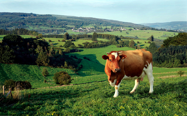 vache laitiere de ferme biologique